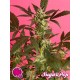 SUGAR POP*GOLO LINE PHILOSOPHER SEEDS 25 SEMI FEM