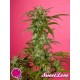 SWEET LOVE *GOLO LINE PHILOSOPHER SEEDS 25 SEMI FEM