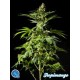 TROPIMANGO *CLASSIC LINE PHILOSOPHER SEEDS 25 SEMI FEM