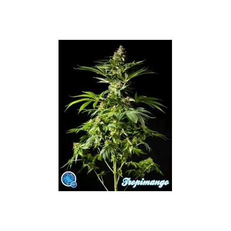 TROPIMANGO *CLASSIC LINE PHILOSOPHER SEEDS 25 SEMI FEM