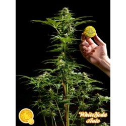 WHITE YODA AUTO*AUTO LINE PHILOSOPHER SEEDS 25 SEMI FEM