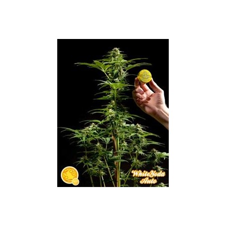 WHITE YODA AUTO*AUTO LINE PHILOSOPHER SEEDS 25 SEMI FEM