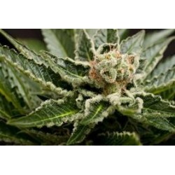 SHARK ATTACK * DINAFEM SEEDS 1 SEME FEM 