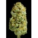 CRITICAL CHEESE * DINAFEM SEEDS 5 SEMI FEM