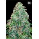 AMNESIA PLATINUM (AMNESIA) * BULKSEED BANK 5 SEMI FEM 