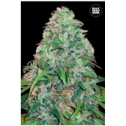 AMNESIA PLATINUM (AMNESIA) * BULKSEED BANK 5 SEMI FEM 