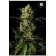 AUTO AMNESIA PLATINUM (AUTO AMNESIA) * BULKSEED BANK 5 SEMI FEM 