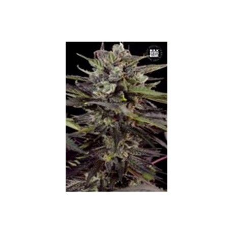 AUTO BLUEBERRY BERRY (AUTO BLUEBERRY)* BULKSEED BANK 5 SEMI FEM 