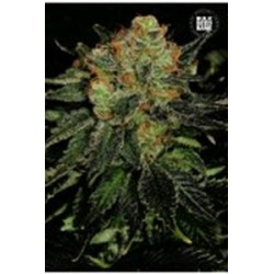 AUTO BUBBLEGUM EXTRA (AUTO BUBBLEGUM)* BULKSEED BANK 5 SEMI FEM 