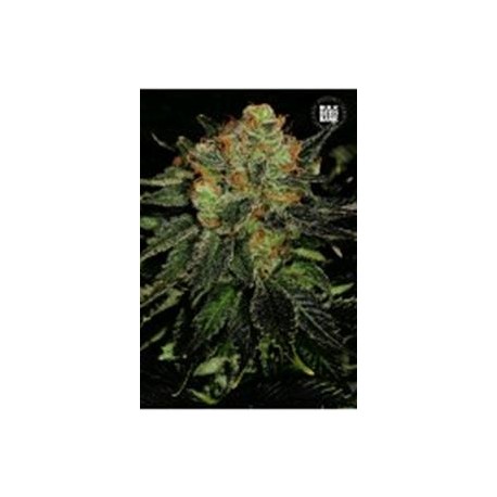 AUTO BUBBLEGUM EXTRA (AUTO BUBBLEGUM)* BULKSEED BANK 5 SEMI FEM 