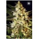 AUTO CARAMEL KING * BULKSEED BANK 5 SEMI FEM 