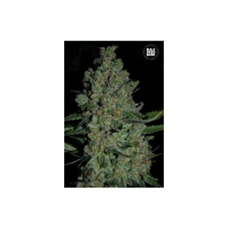 AUTO CHRONICAL (AUTO CHRONIC) * BULKSEED BANK 5 SEMI FEM 