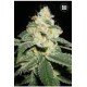 AUTO GOOD WILD SHARK (AUTO GREAT WHITE SHARK) * BULKSEED BANK 5 SEMI FEM 