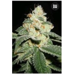 AUTO GOOD WILD SHARK (AUTO GREAT WHITE SHARK) * BULKSEED BANK 5 SEMI FEM 