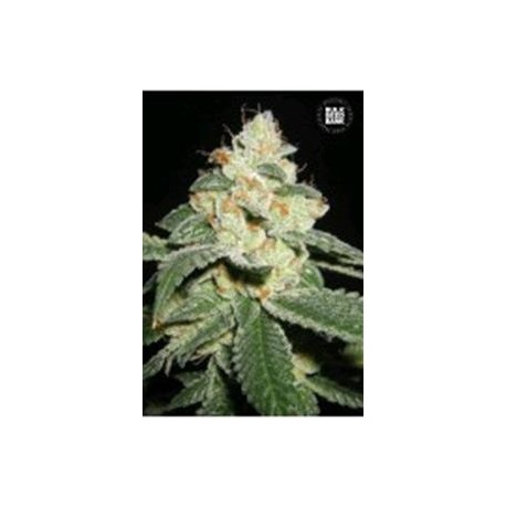 AUTO GOOD WILD SHARK (AUTO GREAT WHITE SHARK) * BULKSEED BANK 5 SEMI FEM 