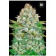 AUTO JACK HAIR (AUTO JACK HERER) * BULKSEED BANK 5 SEMI FEM 