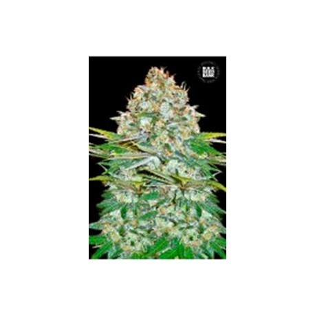 AUTO JACK HAIR (AUTO JACK HERER) * BULKSEED BANK 5 SEMI FEM 