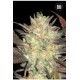 AUTO LAVENDER BEST (AUTO LAVENDER) * BULKSEED BANK 5 SEMI FEM 