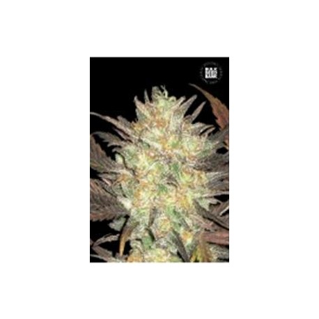 AUTO LAVENDER BEST (AUTO LAVENDER) * BULKSEED BANK 5 SEMI FEM 