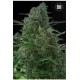 AUTO NBA DIESEL (AUTO NY DIESEL) * BULKSEED BANK 5 SEMI FEM 