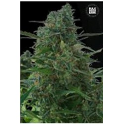 AUTO NBA DIESEL (AUTO NY DIESEL) * BULKSEED BANK 5 SEMI FEM 