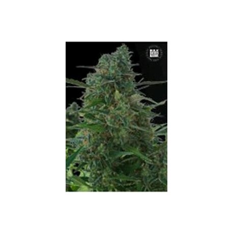 AUTO NBA DIESEL (AUTO NY DIESEL) * BULKSEED BANK 5 SEMI FEM 