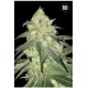 AUTO SOUR DIESEL * BULKSEED BANK 5 SEMI FEM 