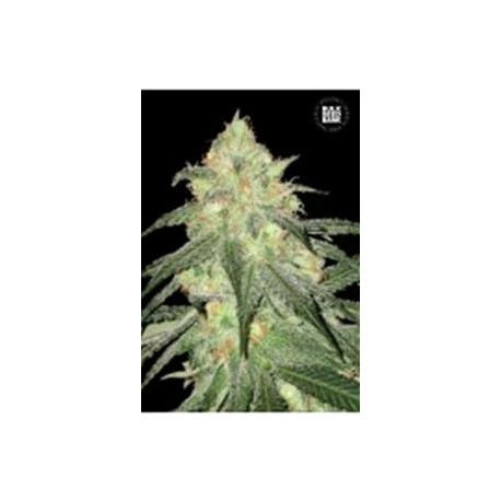 AUTO SOUR DIESEL * BULKSEED BANK 5 SEMI FEM 