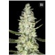 AUTO SPECIAL SKUNK (AUTO SUPER SKUNK) * BULKSEED BANK 5 SEMI FEM 