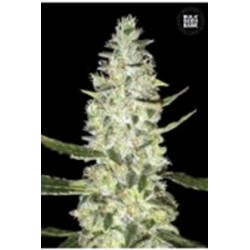 AUTO SPECIAL SKUNK (AUTO SUPER SKUNK) * BULKSEED BANK 5 SEMI FEM 