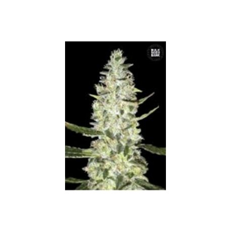 AUTO SPECIAL SKUNK (AUTO SUPER SKUNK) * BULKSEED BANK 5 SEMI FEM 