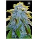 AUTO SWEET TOOTH * BULKSEED BANK 5 SEMI FEM 