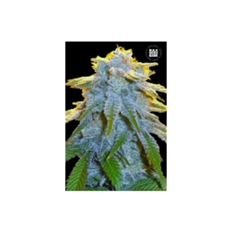 AUTO SWEET TOOTH * BULKSEED BANK 5 SEMI FEM 