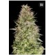 AUTO WHITE PRUSSIAN (AUTO WHITE RUSSIAN) * BULKSEED BANK 5 SEMI FEM 