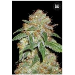 DARK DOMINA (BLACK DOMINA) * BULKSEED BANK 5 SEMI FEM 