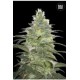 BLUEBERRY BERRY (BLUEBERRY) * BULKSEED BANK 5 SEMI FEM 