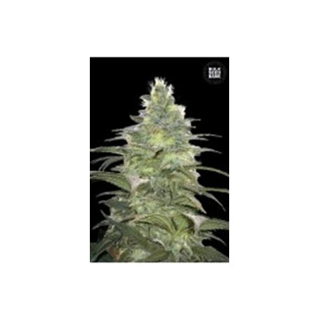 BLUEBERRY BERRY (BLUEBERRY) * BULKSEED BANK 5 SEMI FEM 