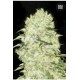 BUBBLEGUM EXTRA (BUBBLEGUM) * BULKSEED BANK 5 SEMI FEM 