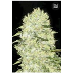 BUBBLEGUM EXTRA (BUBBLEGUM) * BULKSEED BANK 5 SEMI FEM 