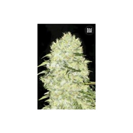 BUBBLEGUM EXTRA (BUBBLEGUM) * BULKSEED BANK 5 SEMI FEM 