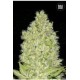 CHRONICAL (CHRONIC)* BULKSEED BANK 5 SEMI FEM 