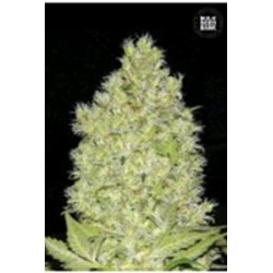 CHRONICAL (CHRONIC)* BULKSEED BANK 5 SEMI FEM 