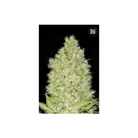 CHRONICAL (CHRONIC)* BULKSEED BANK 5 SEMI FEM 