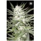 EARLY TOP SKUNK (EARLY SKUNK) * BULKSEED BANK 5 SEMI FEM 