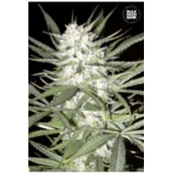 EARLY TOP SKUNK (EARLY SKUNK) * BULKSEED BANK 5 SEMI FEM 