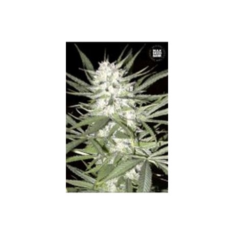 EARLY TOP SKUNK (EARLY SKUNK) * BULKSEED BANK 5 SEMI FEM 