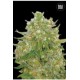 MASTER KUSH GRAND (MASTER KUSH) * BULKSEED BANK 5 SEMI FEM 