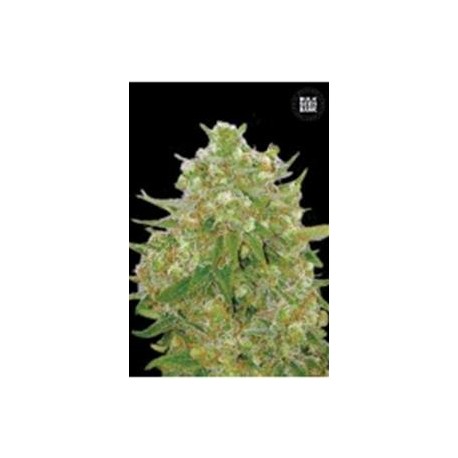 MASTER KUSH GRAND (MASTER KUSH) * BULKSEED BANK 5 SEMI FEM 