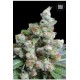 NBA DIESEL (NY DIESEL) * BULKSEED BANK 5 SEMI FEM 