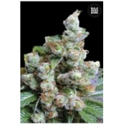 NBA DIESEL (NY DIESEL) * BULKSEED BANK 5 SEMI FEM 